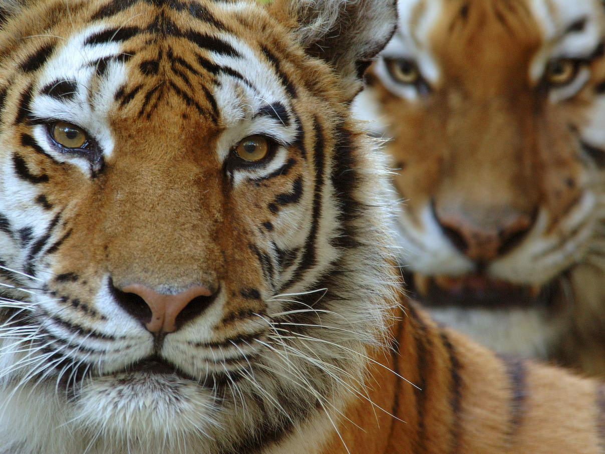 "Der Tiger ist ein Symbol" © Edwin Giesbers / naturepl. com / WWF