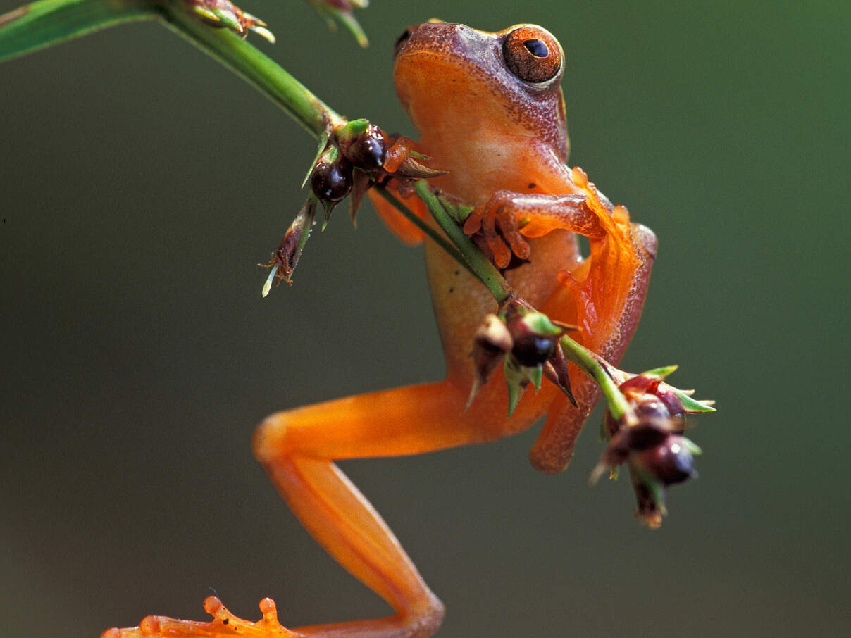 Clown Tree Frog in Peru hängt an einem Ast.