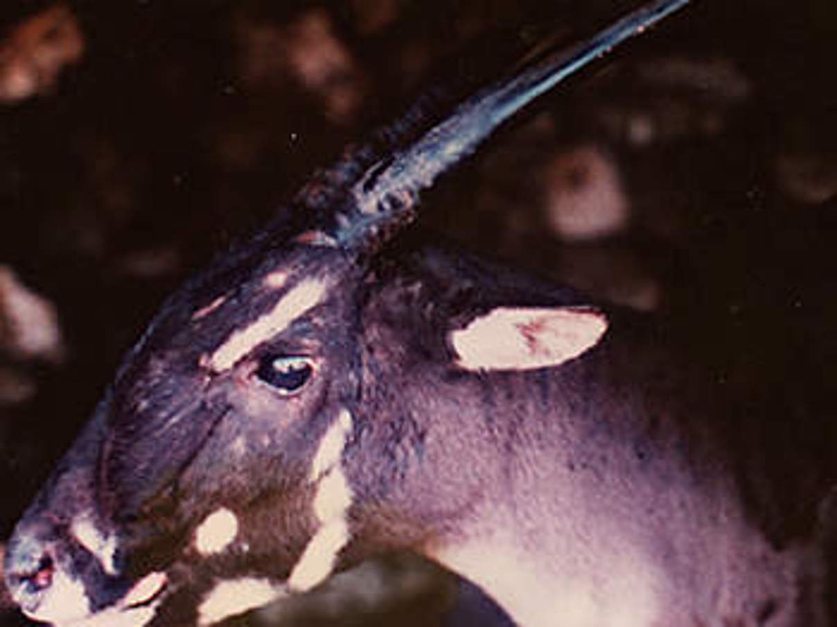 Saola © William Robichaud Saola © William Robichaud