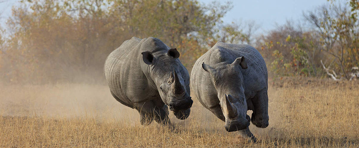 Breitmaulnashörner in Südafrika © Bo Dabi