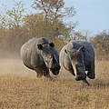 Breitmaulnashörner in Südafrika © Bo Dabi