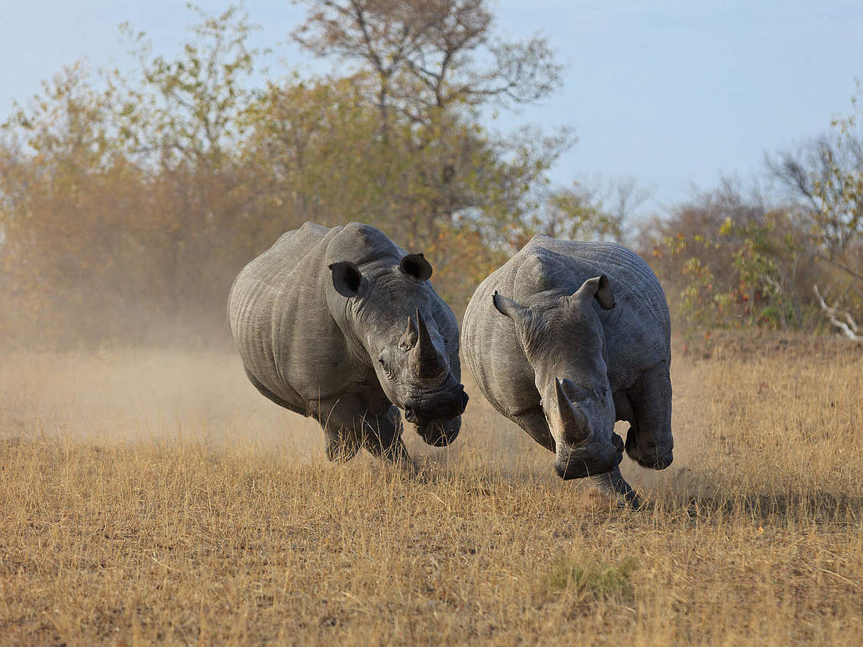 Breitmaulnashörner in Südafrika © Bo Dabi