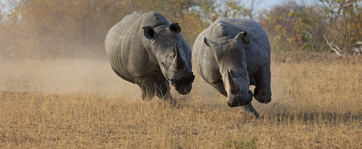 Breitmaulnashörner in Südafrika © Bo Dabi