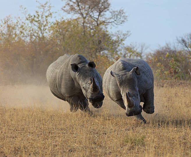 Breitmaulnashörner in Südafrika © Bo Dabi