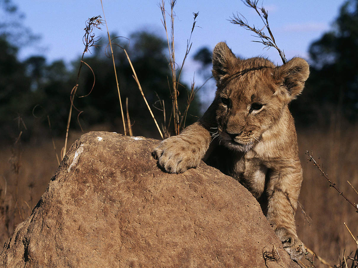 2 Monate altes Löwenbaby © Martin Harvey / WWF 