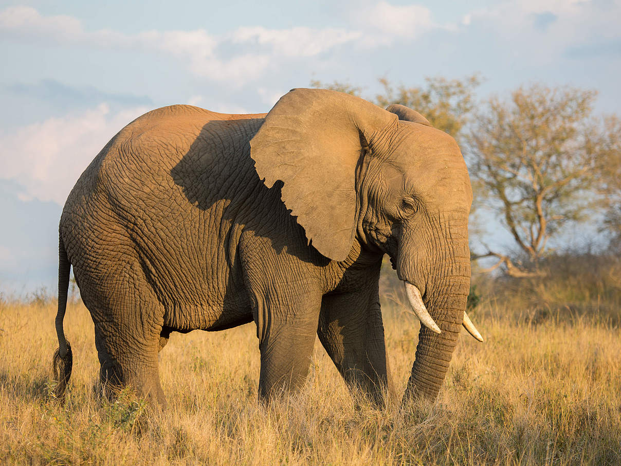 Afrikanischer Savannenelefant © Kinjal Vasavada