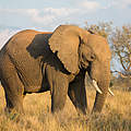 Afrikanischer Savannenelefant © Kinjal Vasavada