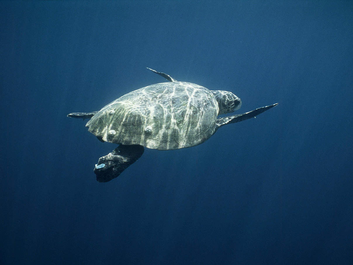 Unechte Karettschildkröte © Michel Gunther / WWF