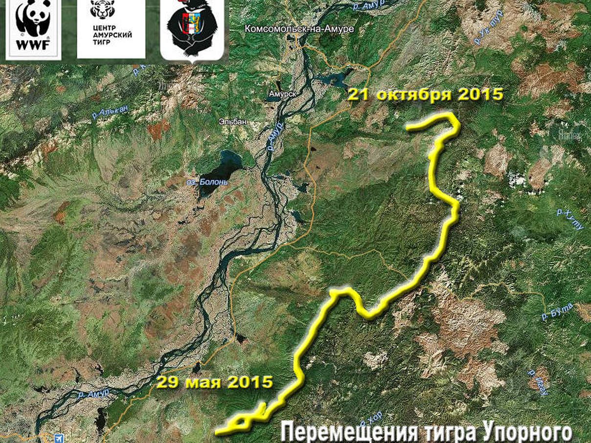 Upornys Wanderroute © WWF-Russia Upornys Wanderroute © WWF-Russia