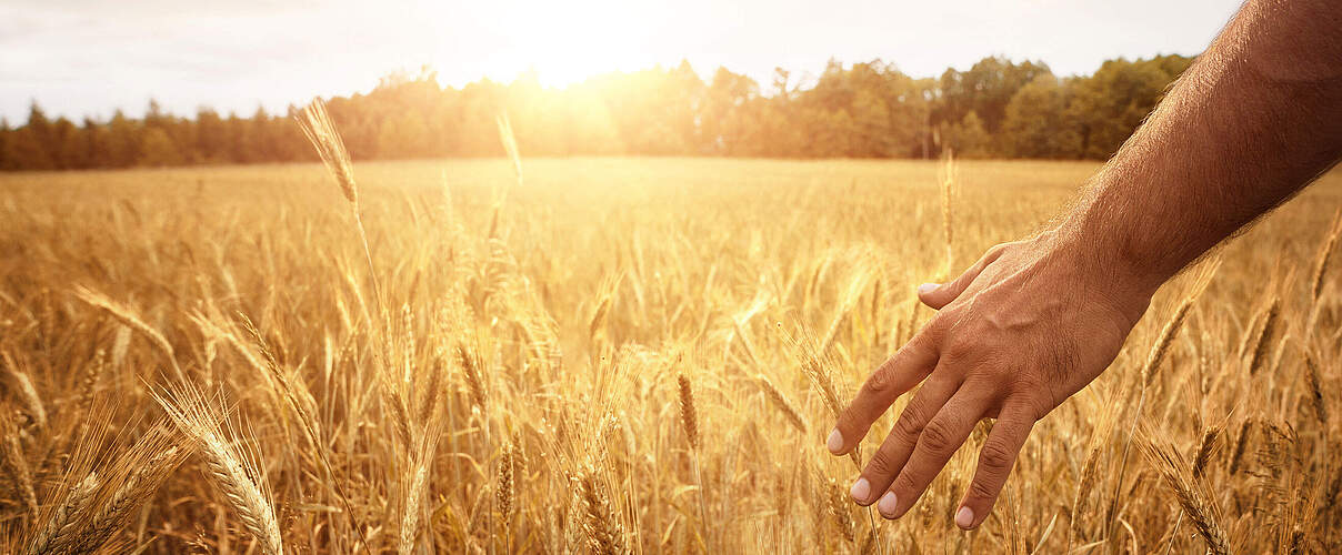 Weizenfeld © Nastco / iStock / Getty Images Plus