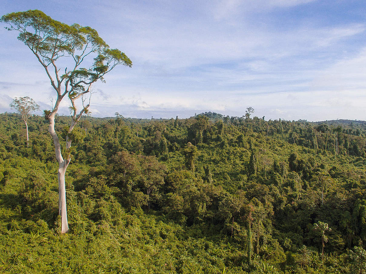 Wiederaufforstung im Orang-Utan-Schutzgebiet Bukit Piton in Malaysia © WWF-Malaysia / Mazidi Abd Ghani 