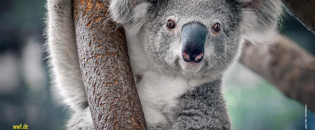 Bildschirmhintergrund Koala © Shutterstock / Yatra /WWF