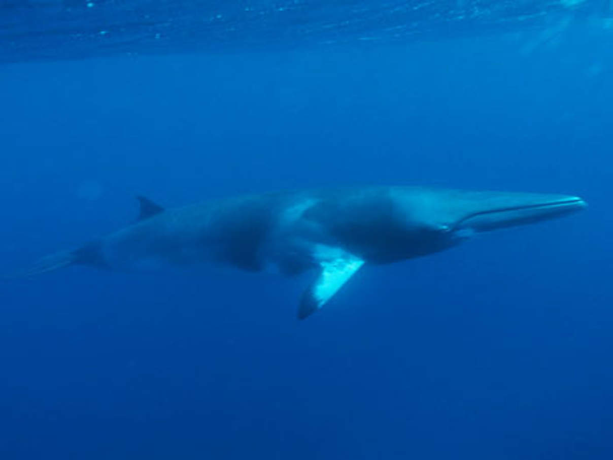 Die Bestände des Zwergwals - auch Minkewal genannt - haben sich anscheinend vor der Küste Südkoreas erholt. Weltweit werden Zwergwale als gefährdet aufgelistet. © Jürgen Freund / WWF