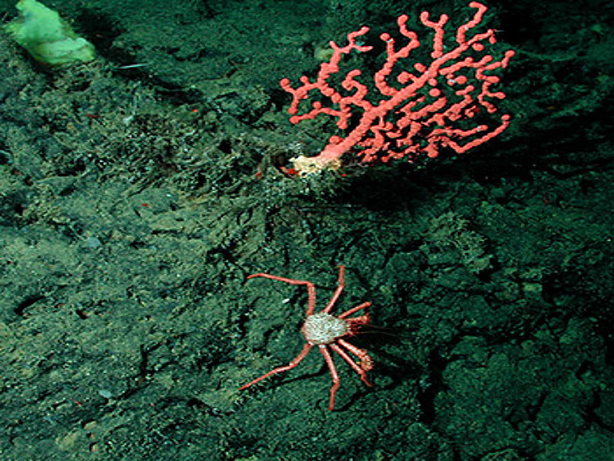 Koralle auf Seeberg © NOAA Monterey Bay Aquarium Research Institute