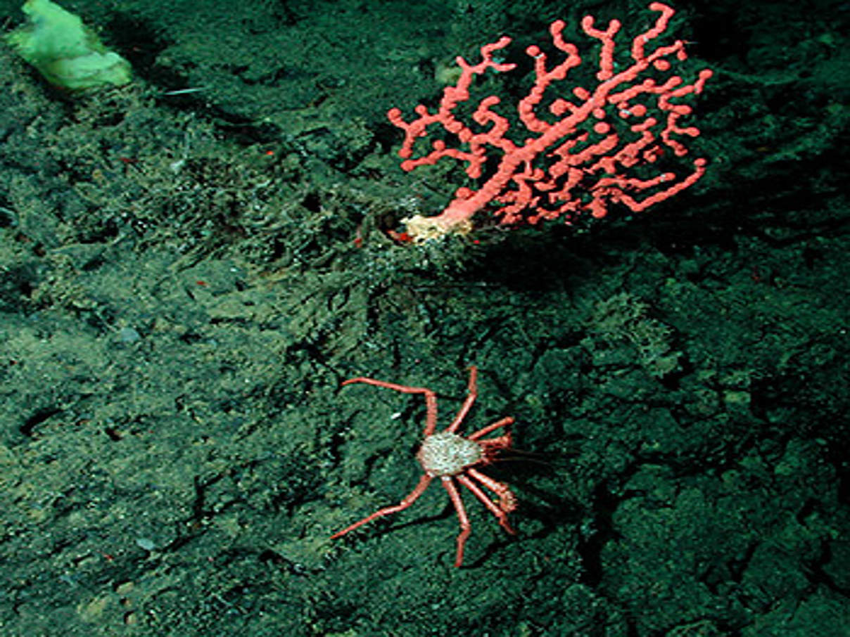 350 Seeberge Korallen c NOAA Monterey Bay Aquarium Research Institute Koralle auf Seeberg © NOAA Monterey Bay Aquarium Research Institute