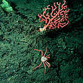 Koralle auf Seeberg © NOAA Monterey Bay Aquarium Research Institute