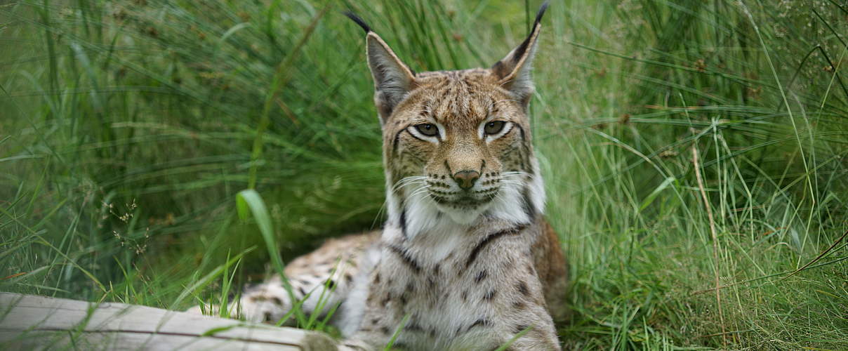 Luchs im Gras © Robert Günther / WWF