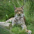 Luchs im Gras © Robert Günther / WWF