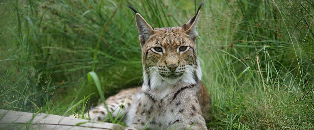 Luchs im Gras © Robert Günther / WWF