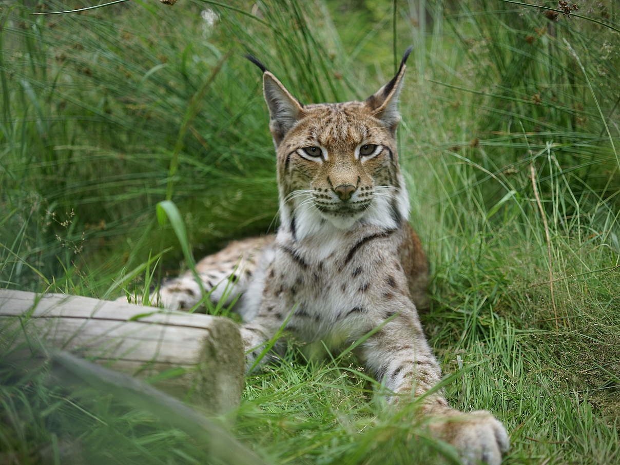 Luchs im Gras © Robert Günther / WWF