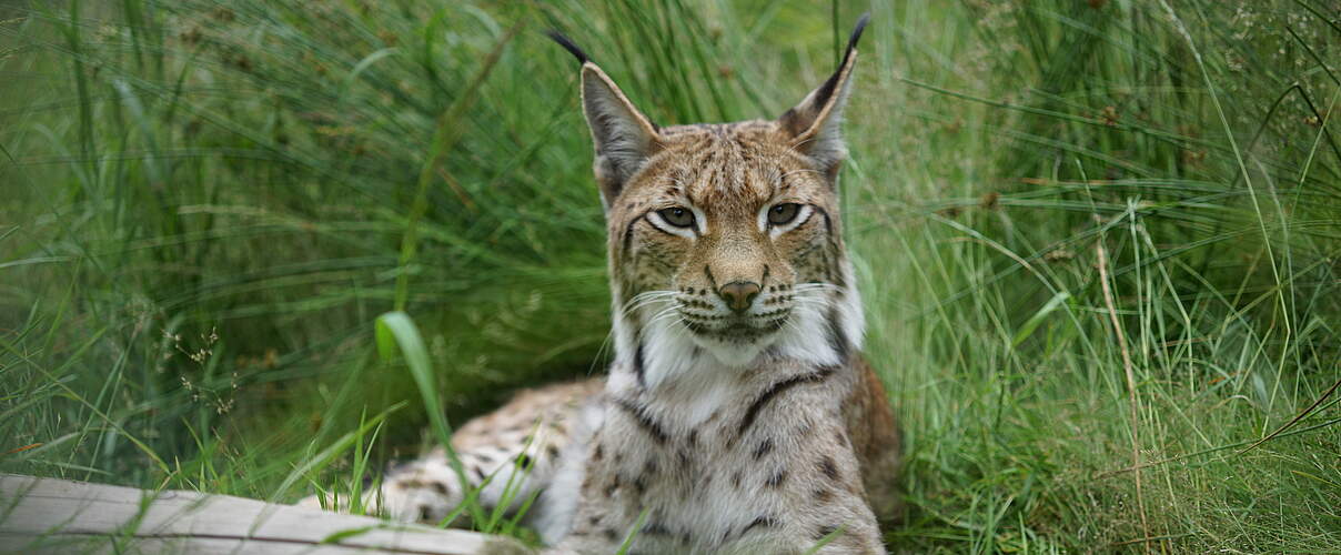 Luchs im Gras © Robert Günther / WWF