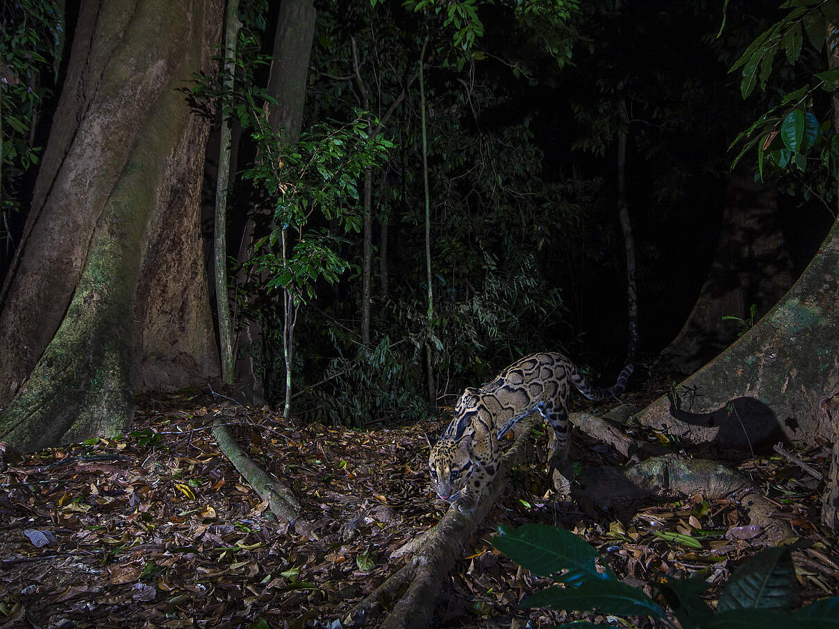 Gefleckter Nebelparder in dunklem Wald