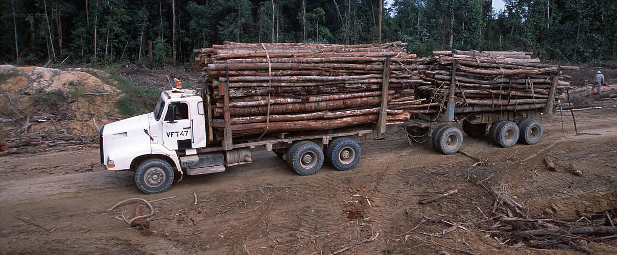 Abholzung des Regenwalds © Alain Compost / WWF