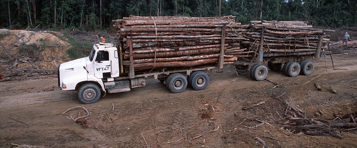 Abholzung des Regenwalds © Alain Compost / WWF