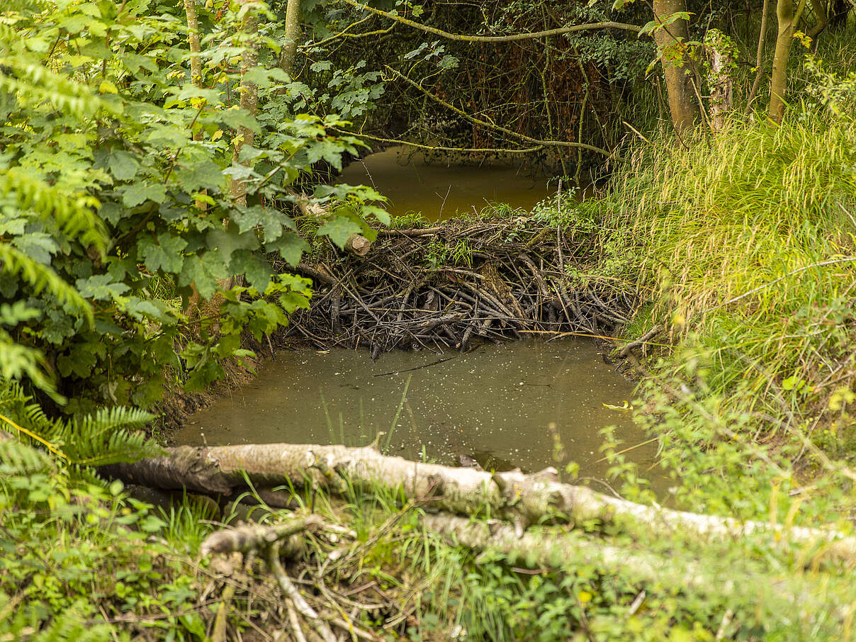 Biberdamm mit aufgestautem Wasser