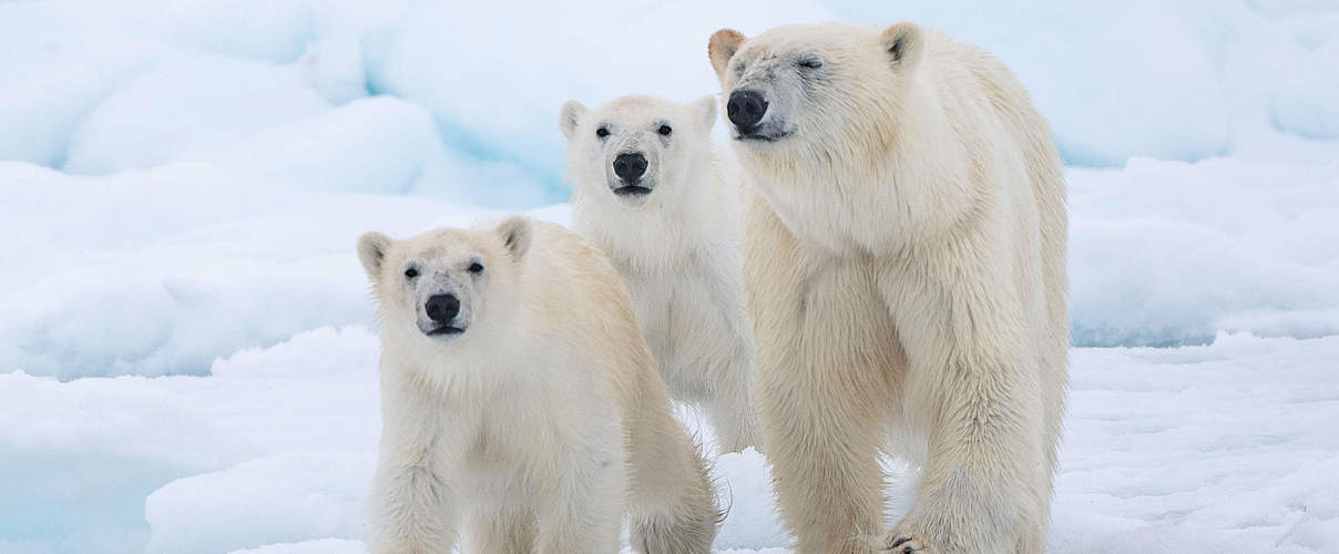 Eisbärin mit zwei Jungtieren © Richard Barrett / WWF-UK