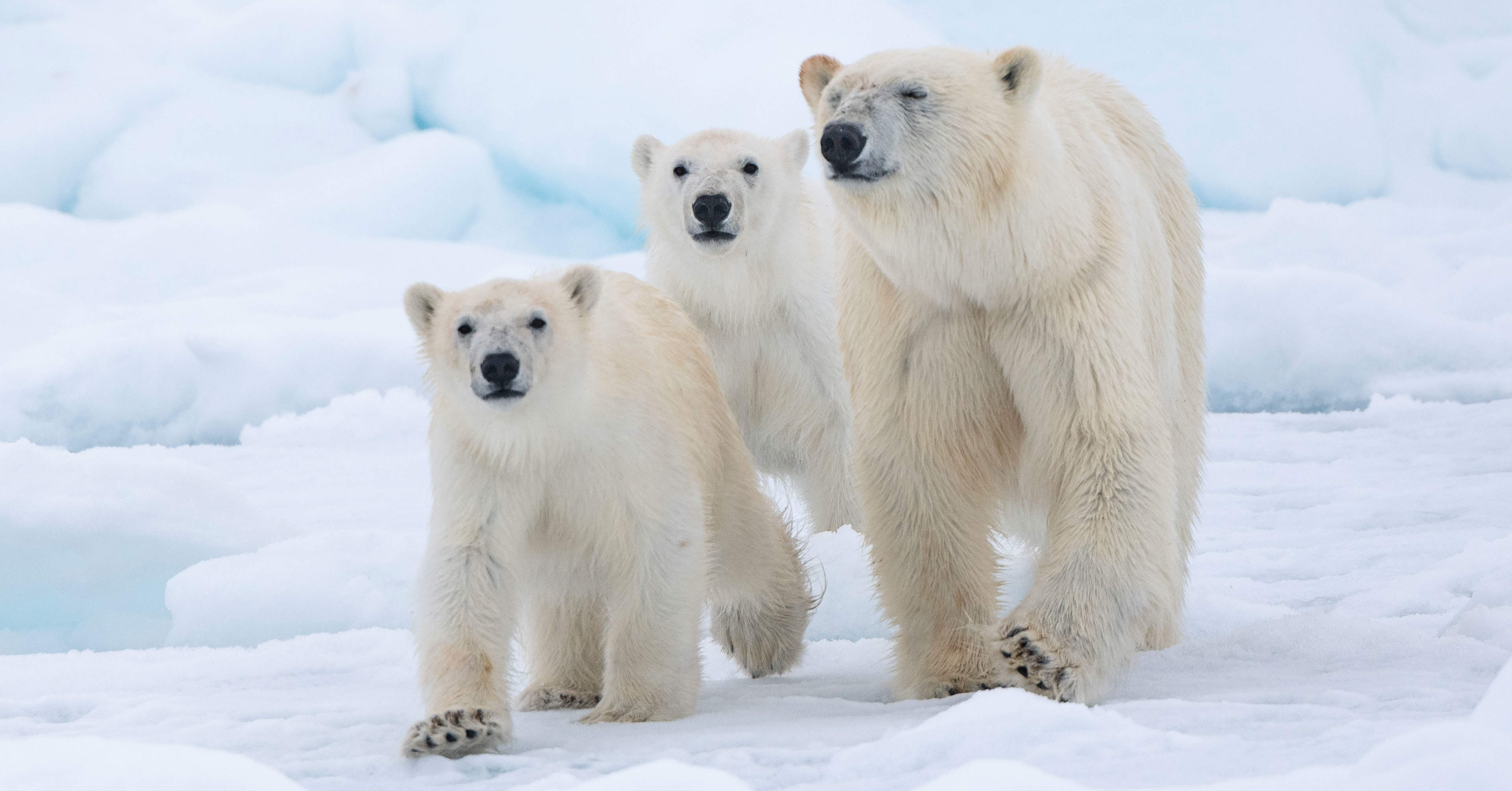 Für Eisbären spenden Für Eisbären spenden