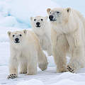 Eisbärin mit zwei Jungtieren © Richard Barrett / WWF-UK