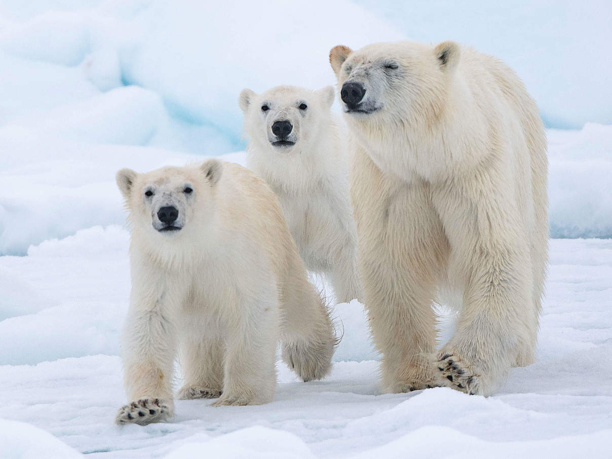 Eisbärin mit zwei Jungtieren © Richard Barrett / WWF-UK