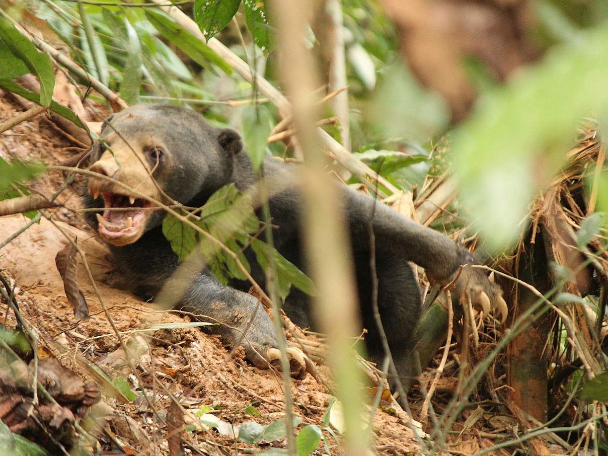 Malaien-Bär gefangen in einer Schlingfalle im Belum-Temengor-Wald in Malaysia © WWF-Malaysia / Lau Ching Fong 