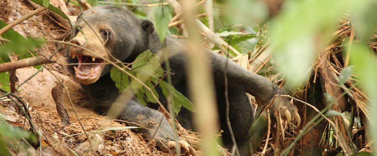 Malaien-Bär gefangen in einer Schlingfalle im Belum-Temengor-Wald in Malaysia © WWF-Malaysia / Lau Ching Fong 