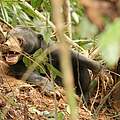 Malaien-Bär gefangen in einer Schlingfalle im Belum-Temengor-Wald in Malaysia © WWF-Malaysia / Lau Ching Fong 