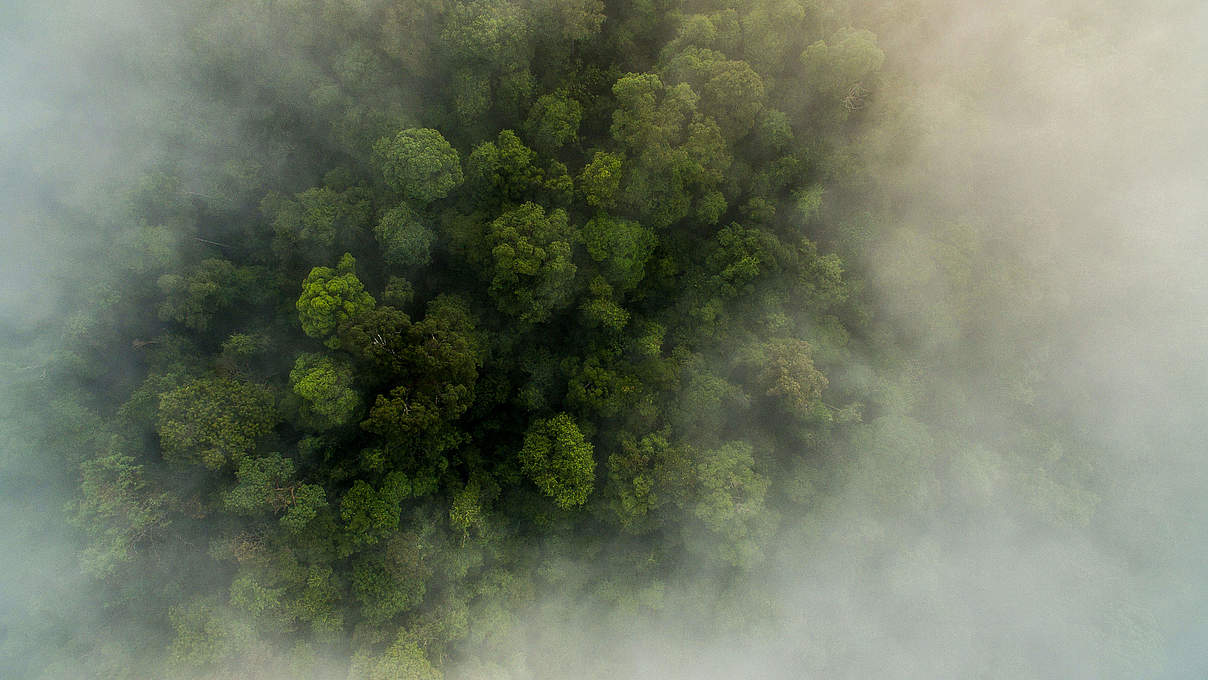 Sumatra-Regenwald Indonesien © Neil Ever Osborne / WWF-US