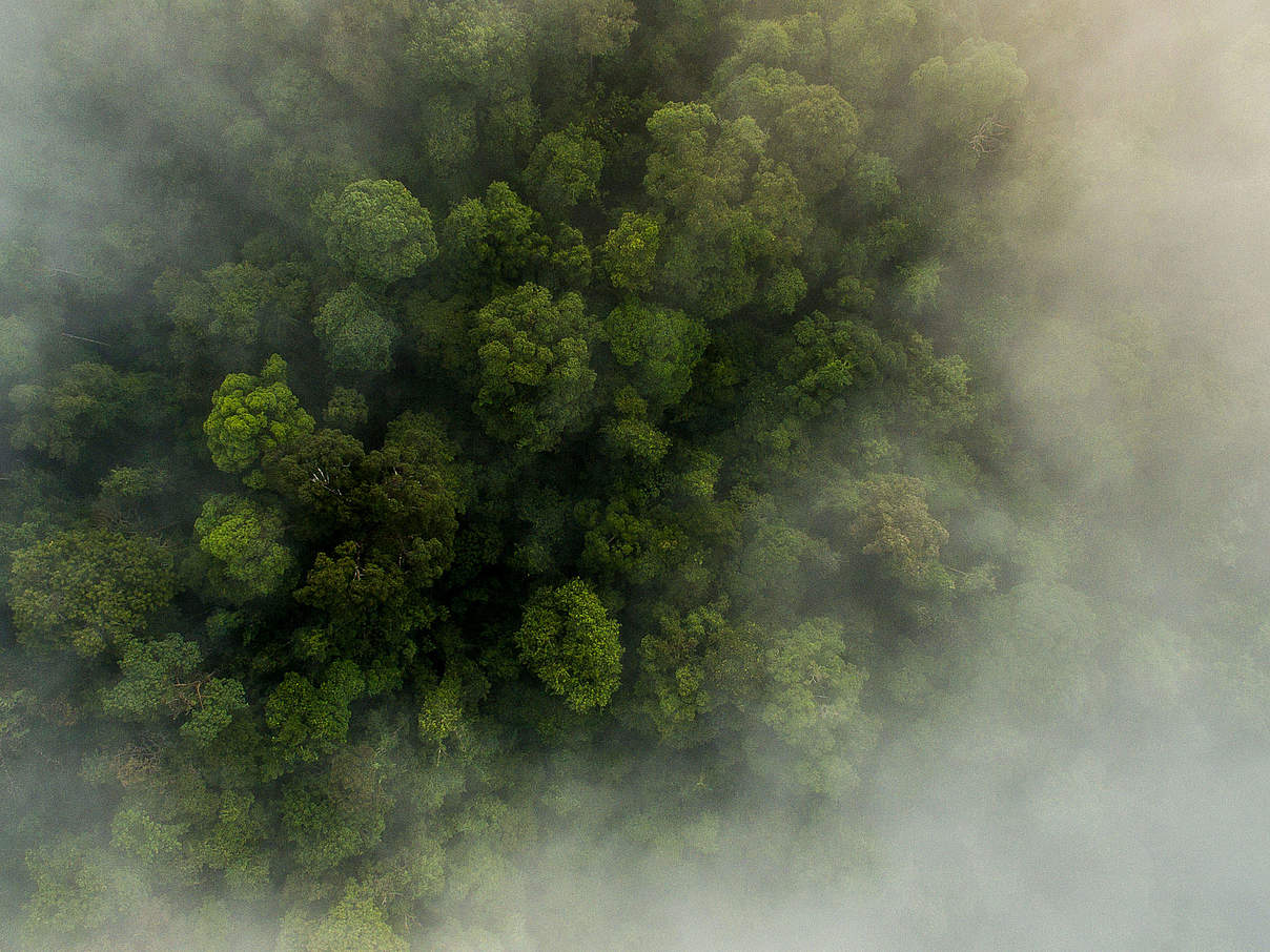 Sumatra-Regenwald Indonesien © Neil Ever Osborne / WWF-US