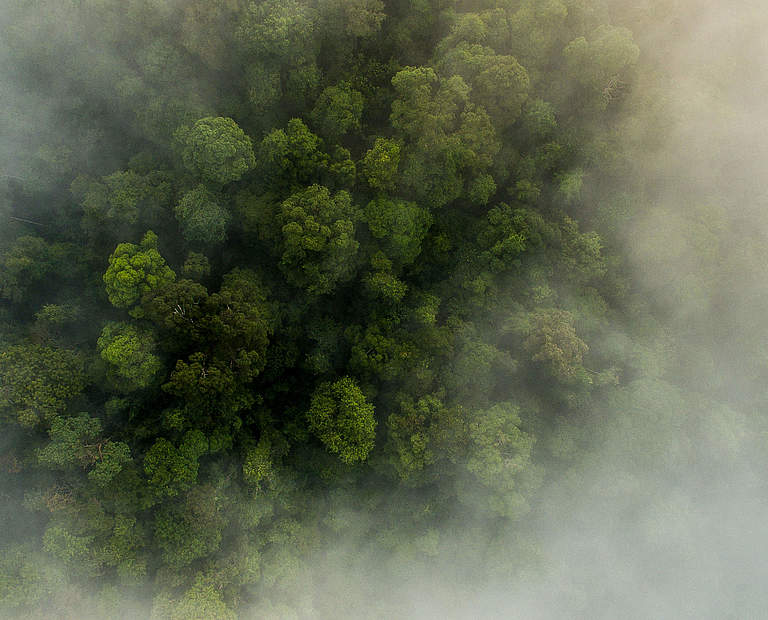 Sumatra-Regenwald Indonesien © Neil Ever Osborne / WWF-US