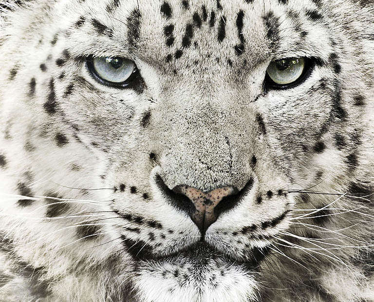 Schneeleopard © Morten Koldby / WWF-US 