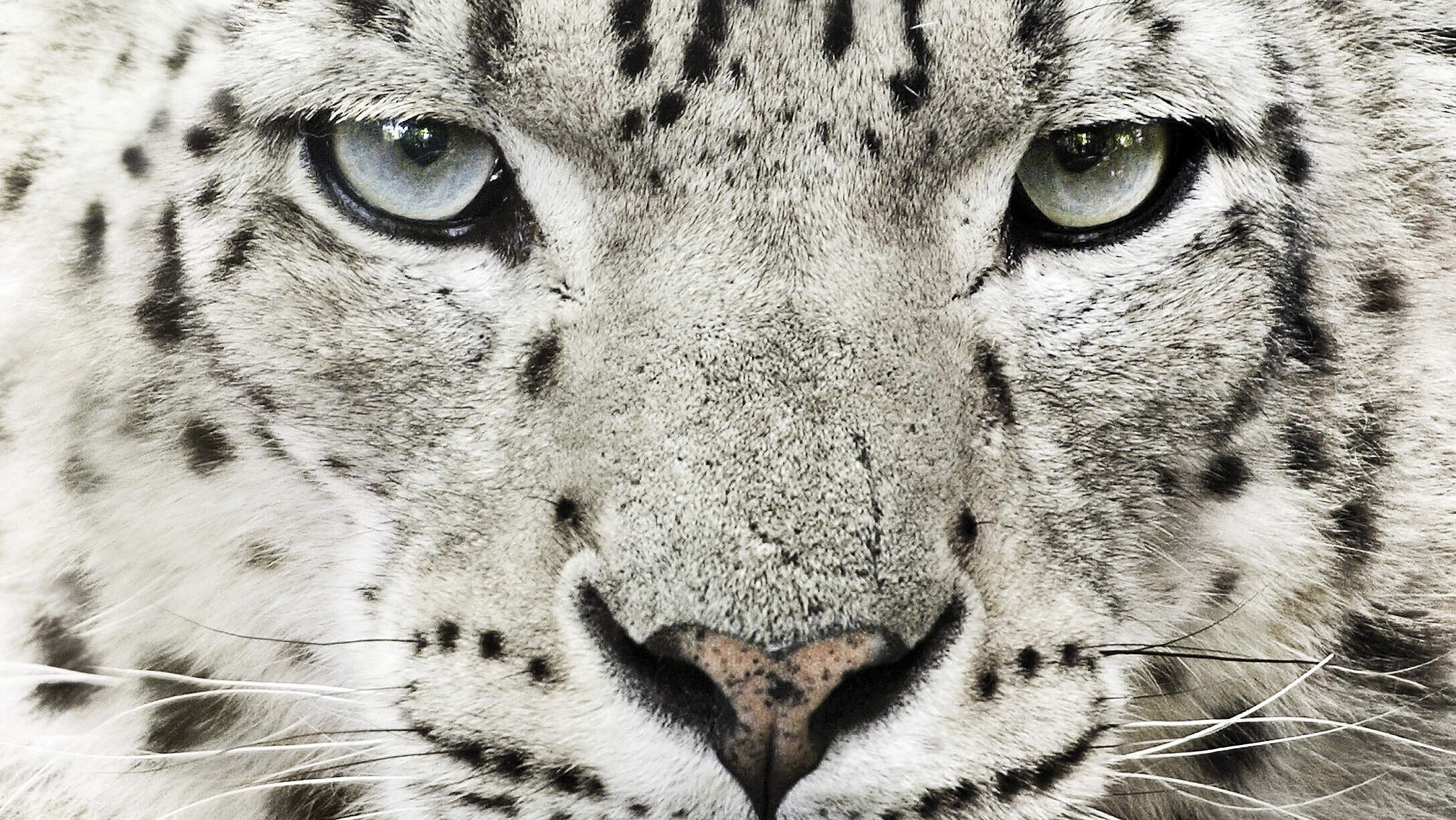 Schneeleopard © Morten Koldby / WWF-US 