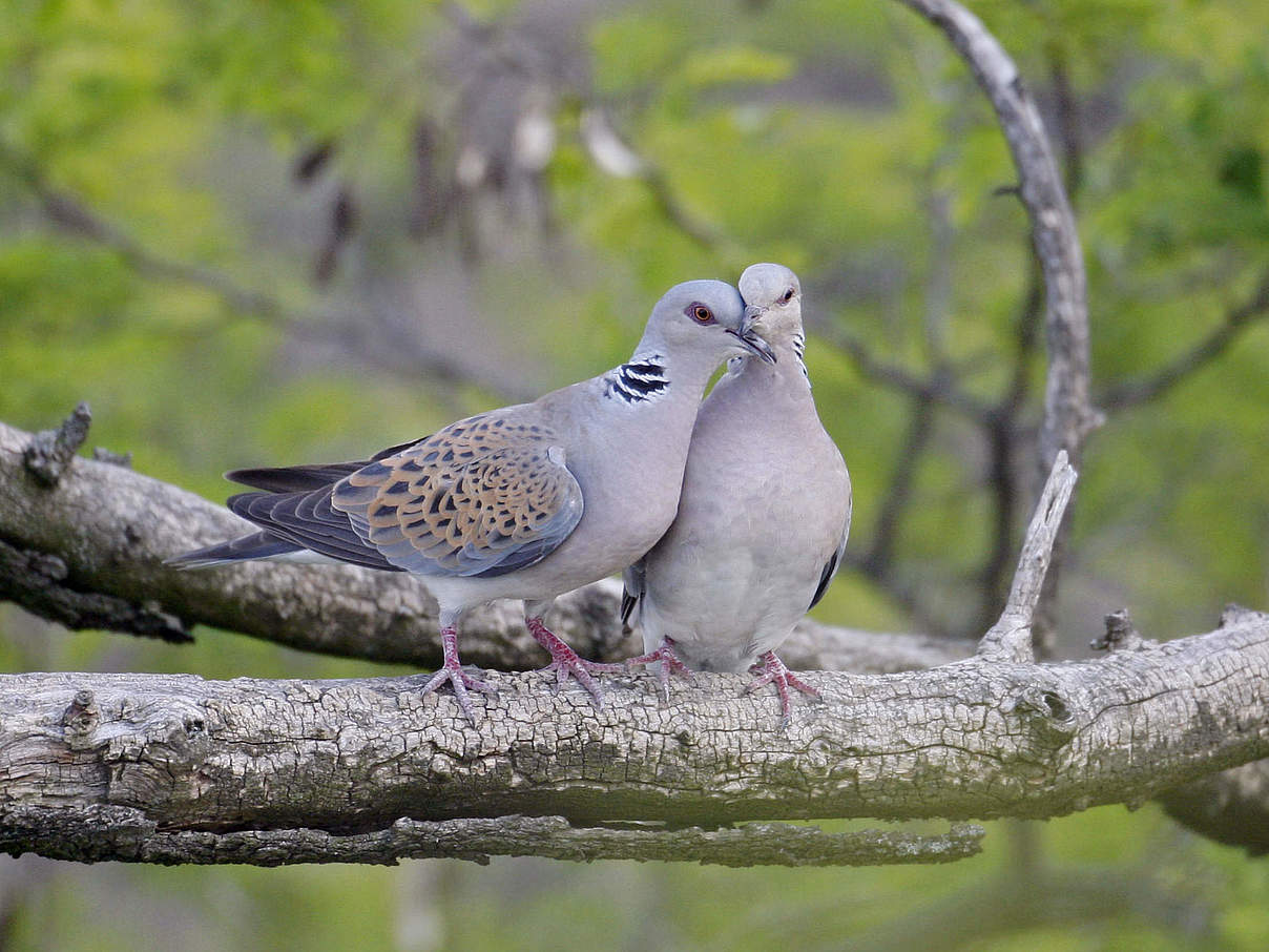 Turteltaube © Wild Wonders of Europe / Markus Varesvuo / WWF