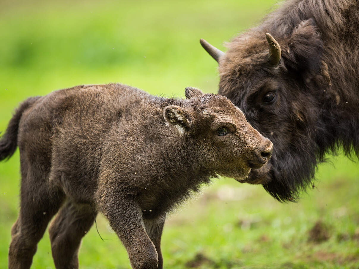 Wisente mit Jungtier