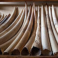 Konfisziertes Elfenbein © Mike Goldwater / WWF