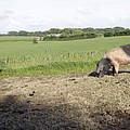 Angler-Sattelschwein im Auslauf auf dem Biobauernhof © Arnold Morascher / WWF