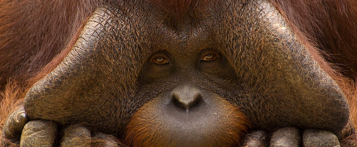 Close-Up eines Borneo-Orang-Utans © naturepl.com / Edwin Giesbers / WWF
