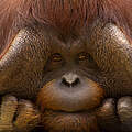 Close-Up eines Borneo-Orang-Utans © naturepl.com / Edwin Giesbers / WWF