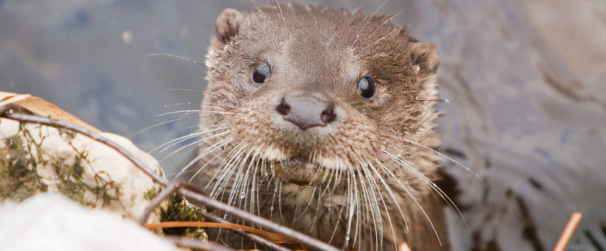 Europäischer Otter im See © Global Warming Images / WWF