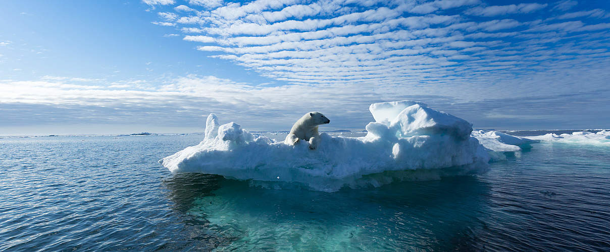 Eisbär im Wasser © Shutterstock / Ritesh Chaudhary / WWF