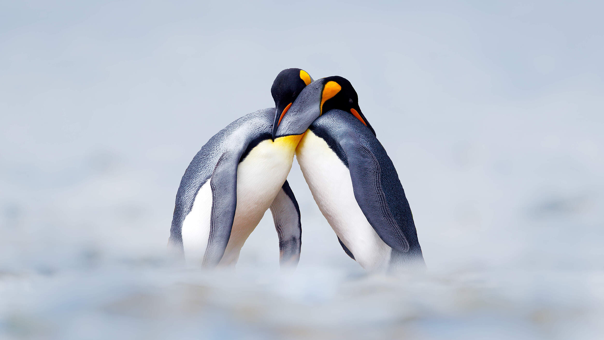 Ein kuschelndes Königspinguin-Paar 